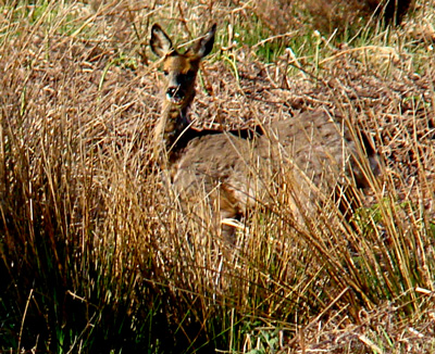 Deer in field