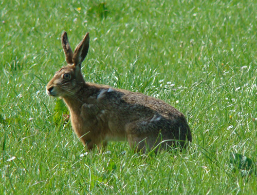 Hare in field at Mains of Airies