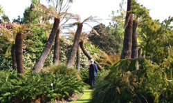 Logan Botanic Garden